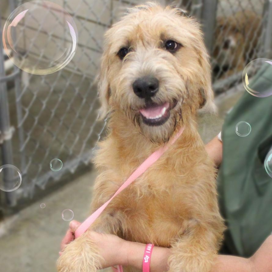Rusty, ADOPTABLE, Young Male Mixed Breed.