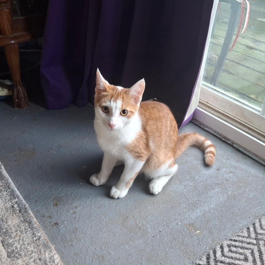 Enlarge Purcey, a Adoptable Domestic Short Hair in Homer, MI image 5/6