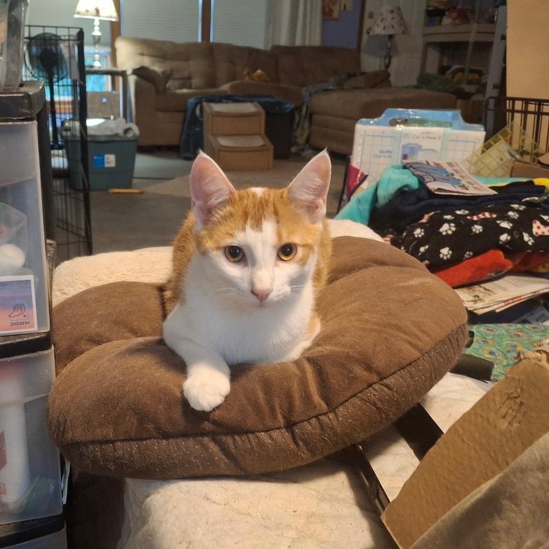 Enlarge Purcey, a Adoptable Domestic Short Hair in Homer, MI image 4/6