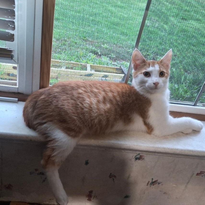 Enlarge Purcey, a Adoptable Domestic Short Hair in Homer, MI image 3/6