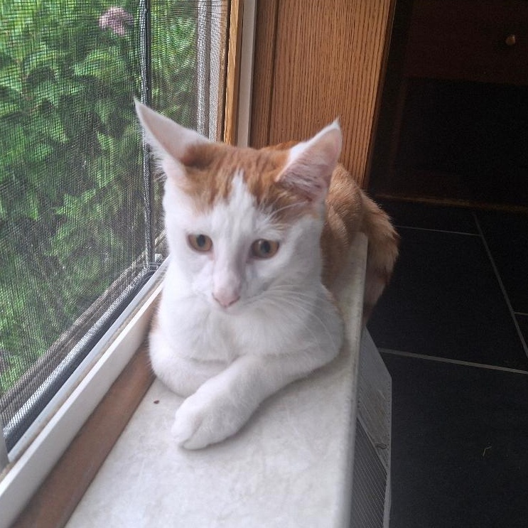 Enlarge Purcey, a Adoptable Domestic Short Hair in Homer, MI image 2/6