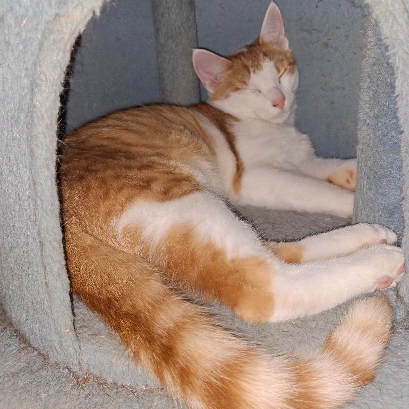 Enlarge Purcey, a Adoptable Domestic Short Hair in Homer, MI image 6/6