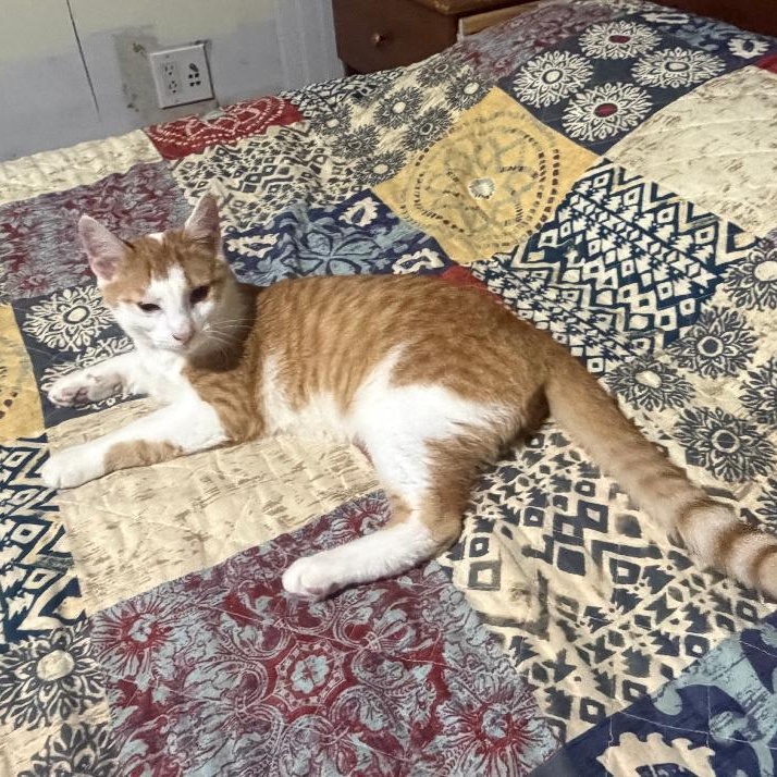 Enlarge Purcey, a Adoptable Domestic Short Hair in Homer, MI image 1/6