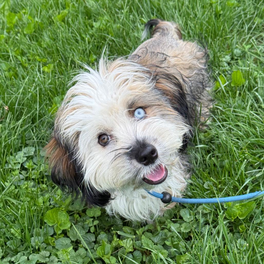 Nate, Adoptable, Young Male Havanese.
