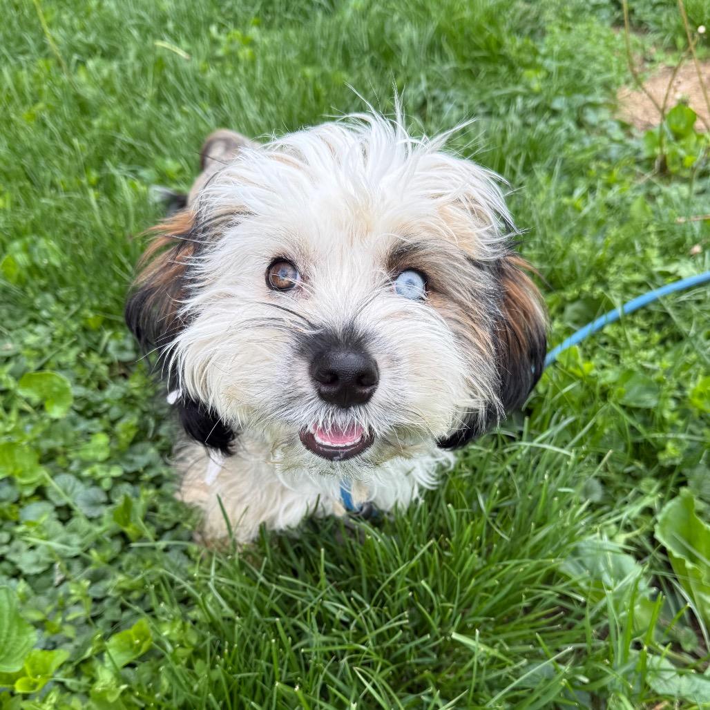 Enlarge Nate, a Adoptable Havanese in Brooklyn, NY image 2/6