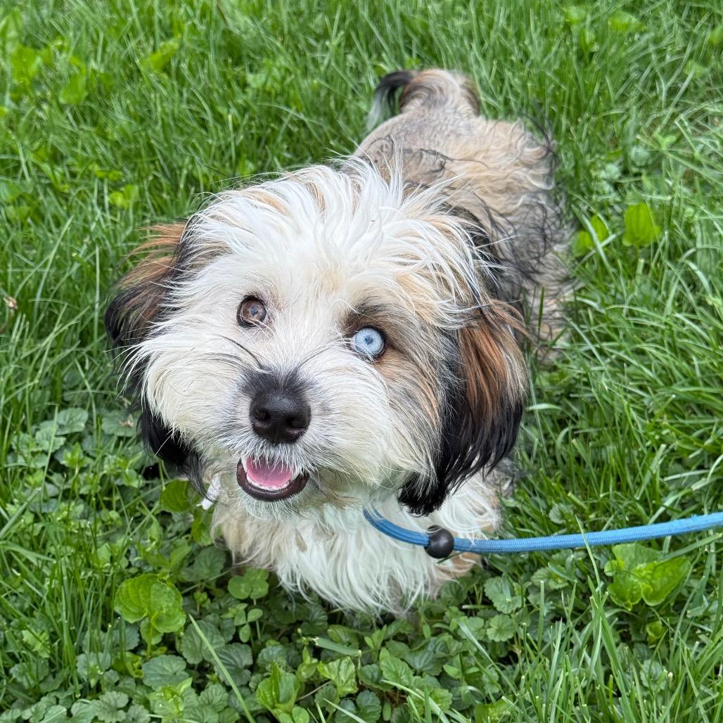 Enlarge Nate, a Adoptable Havanese in Brooklyn, NY image 3/6