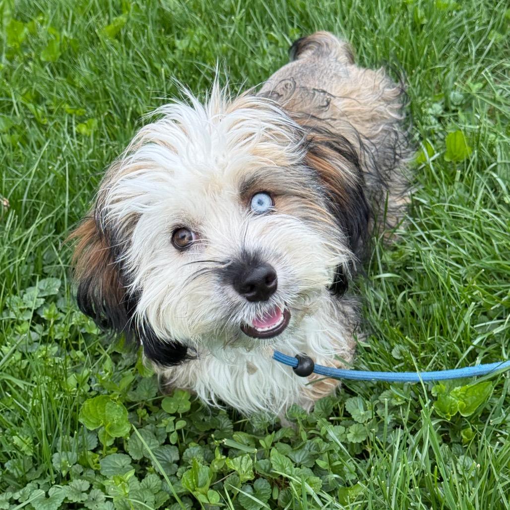 Enlarge Nate, a Adoptable Havanese in Brooklyn, NY image 4/6
