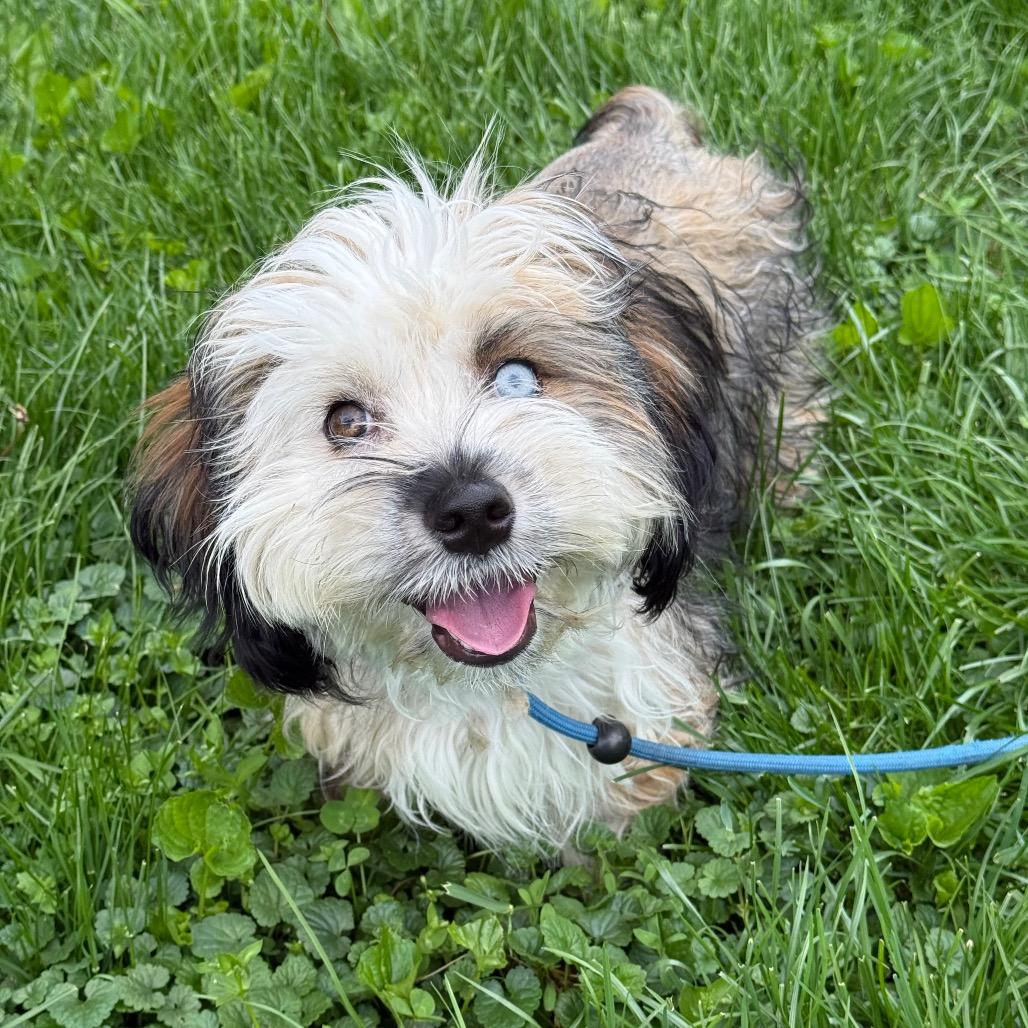 Enlarge Nate, a Adoptable Havanese in Brooklyn, NY image 5/6