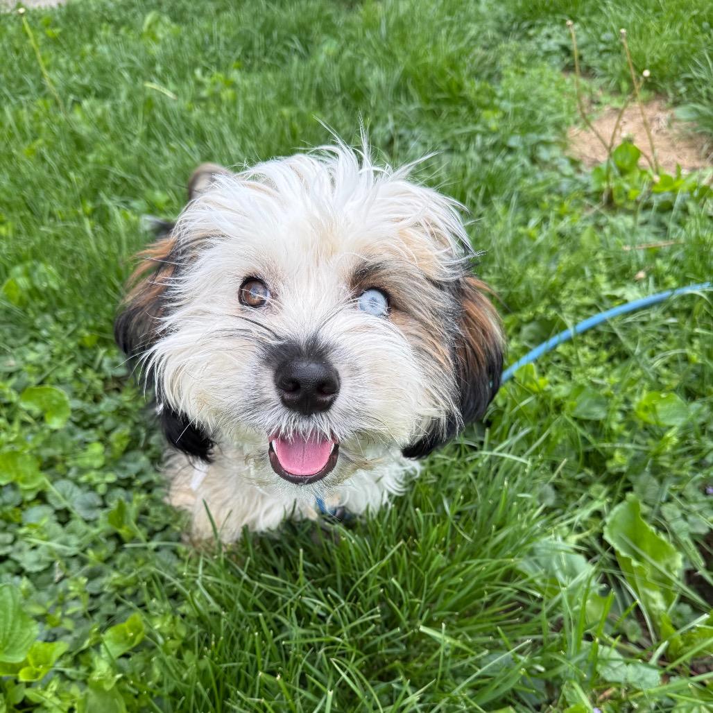 Enlarge Nate, a Adoptable Havanese in Brooklyn, NY image 6/6