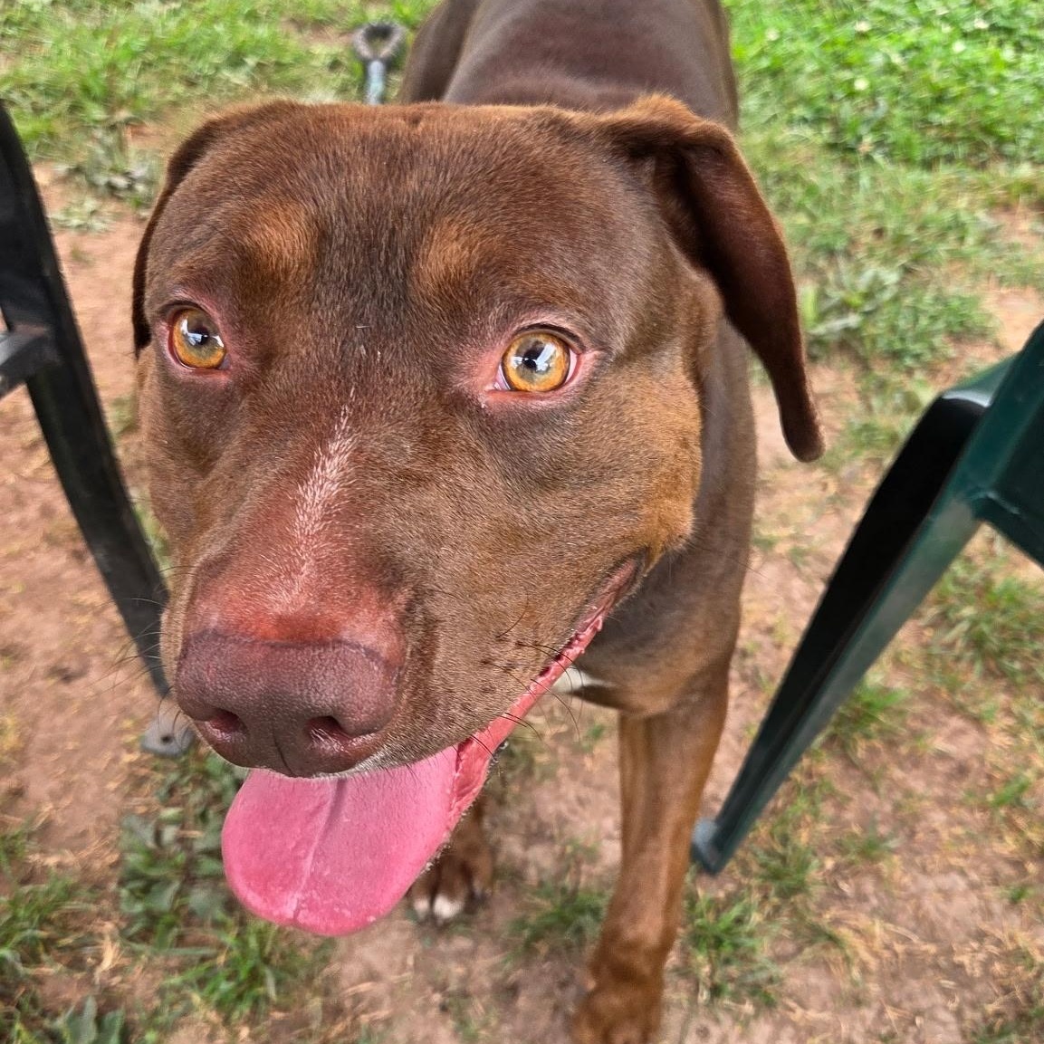Enlarge Bentley, a Adoptable mixed breed in Syracuse, NY image 1/1