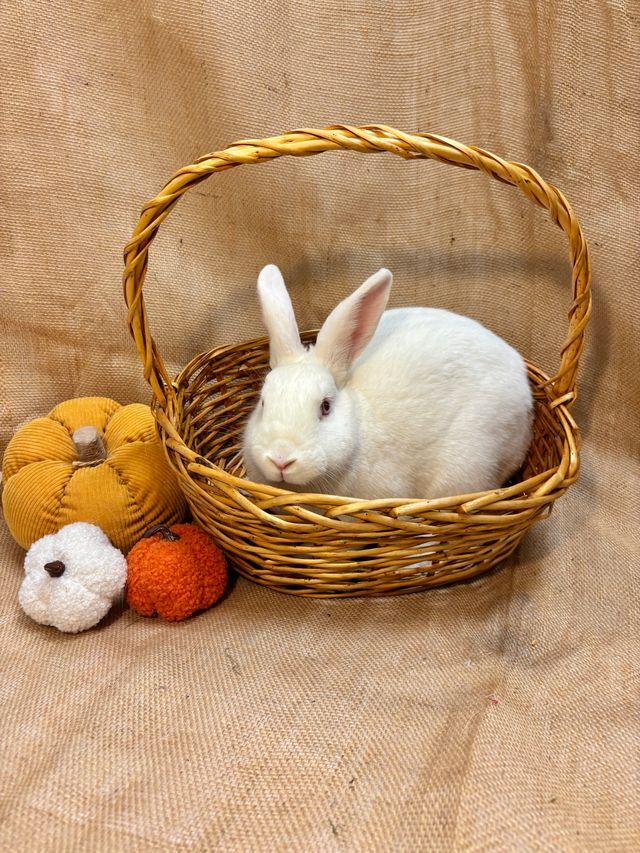 Enlarge Oleander, a Adoptable Bunny Rabbit in Livermore, CA image 3/6