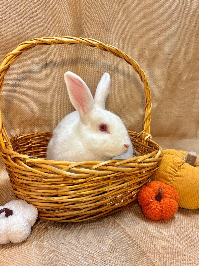 Enlarge Oleander, a Adoptable Bunny Rabbit in Livermore, CA image 5/6