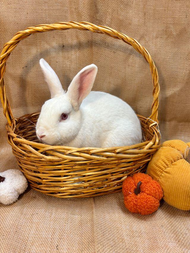 Enlarge Oleander, a Adoptable Bunny Rabbit in Livermore, CA image 2/6