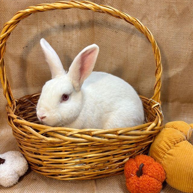 Enlarge Oleander, a Adoptable Bunny Rabbit in Livermore, CA image 6/6