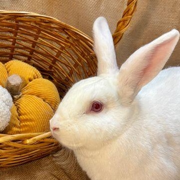 Enlarge Oleander, a Adoptable Bunny Rabbit in Livermore, CA image 4/6