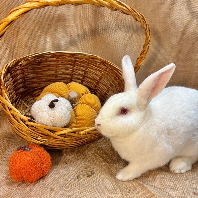Enlarge Oleander, a Adoptable Bunny Rabbit in Livermore, CA image 1/6