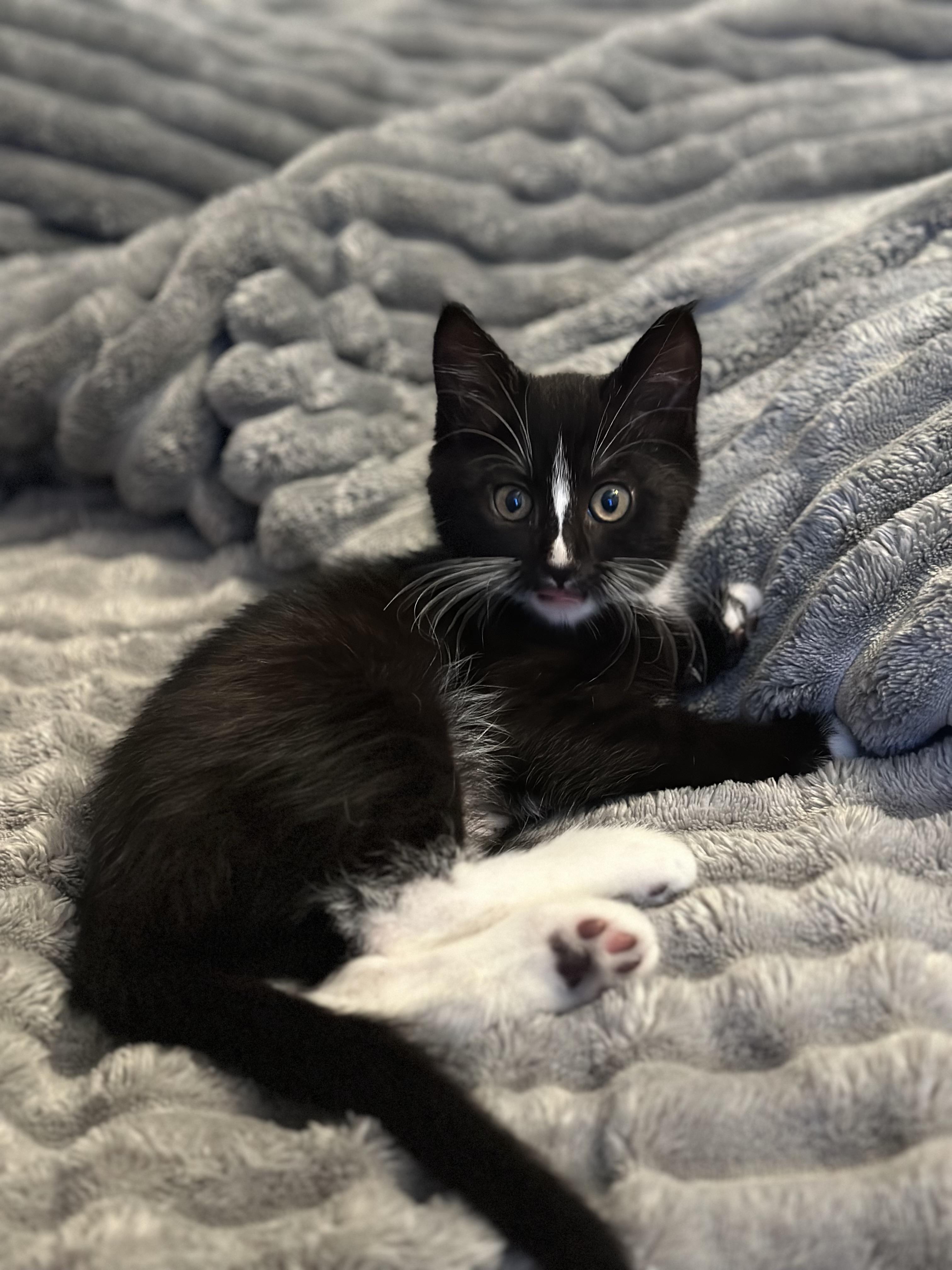 Enlarge Lil Debbie, a ADOPTABLE Domestic Medium Hair in Gig Harbor, WA image 6/6