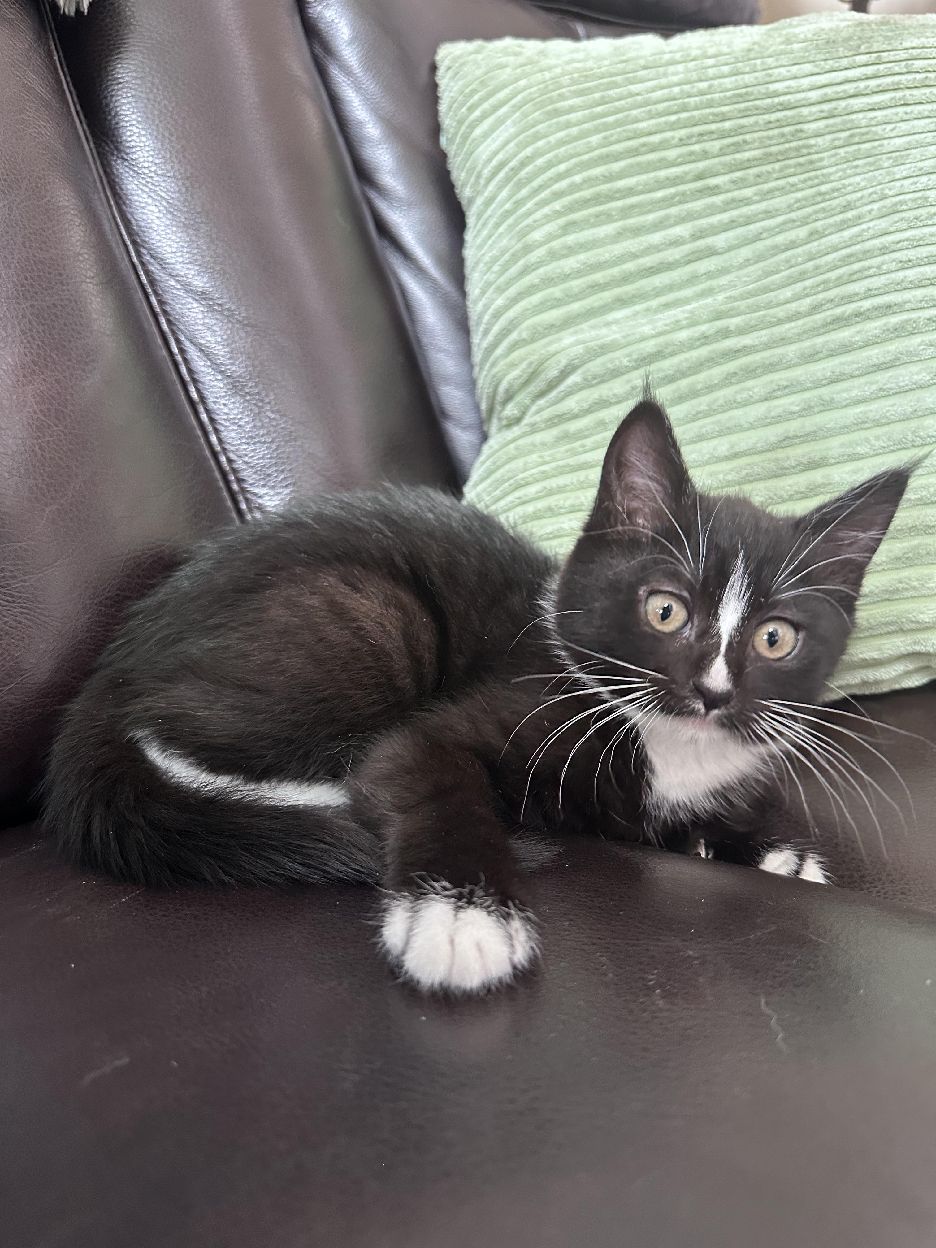 Enlarge Lil Debbie, a ADOPTABLE Domestic Medium Hair in Gig Harbor, WA image 3/6
