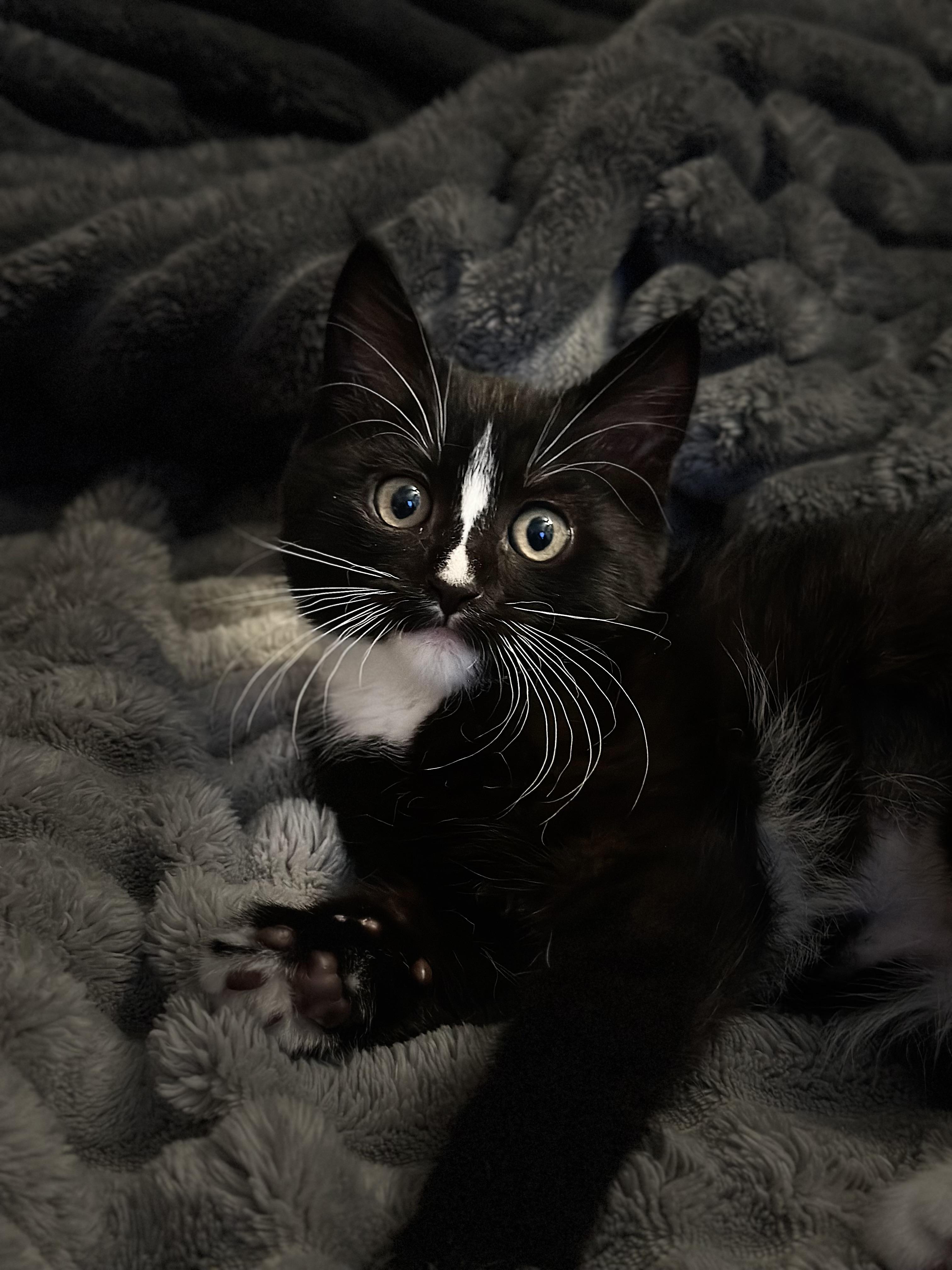 Lil Debbie, ADOPTABLE, Kitten Female Domestic Medium Hair.