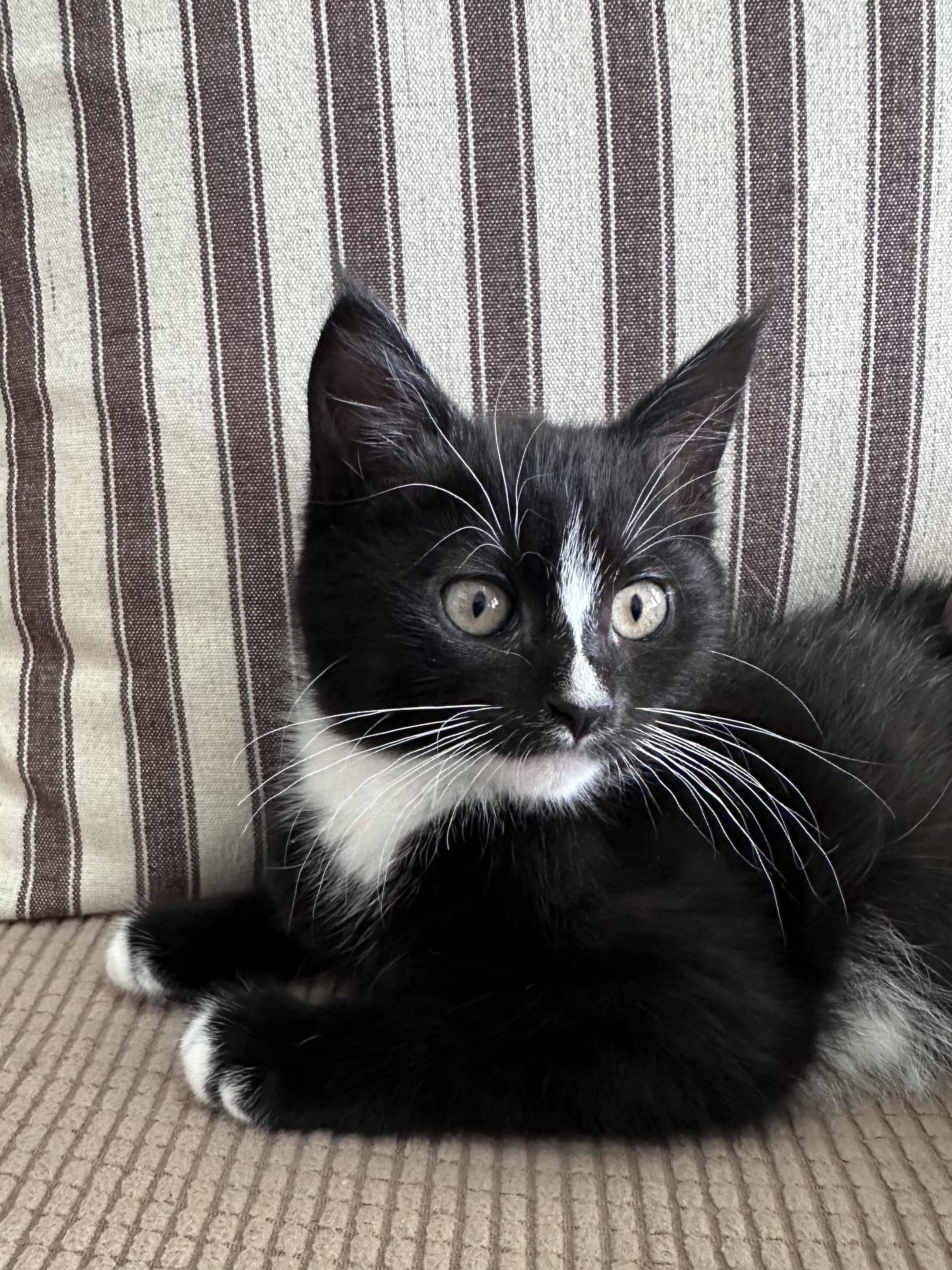 Enlarge Lil Debbie, a ADOPTABLE Domestic Medium Hair in Gig Harbor, WA image 2/6