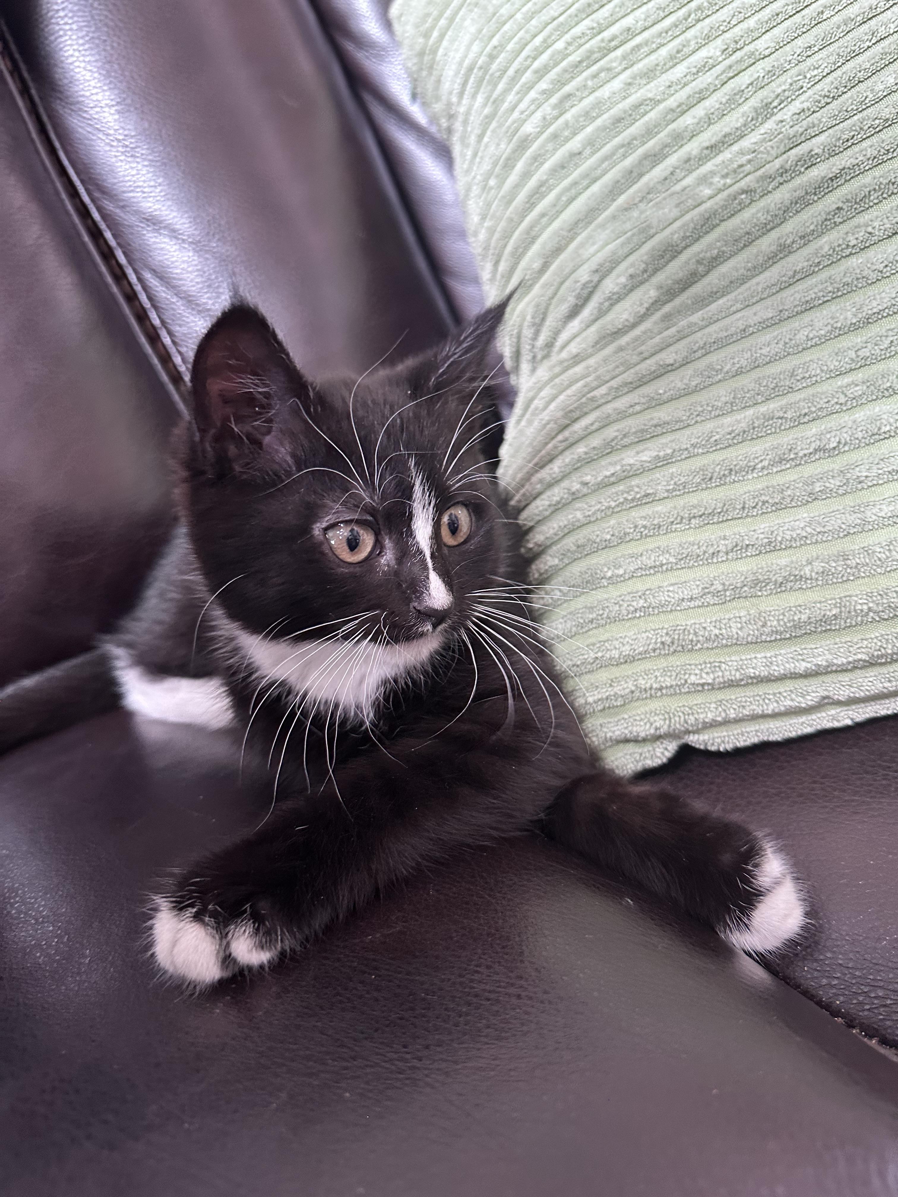 Enlarge Lil Debbie, a ADOPTABLE Domestic Medium Hair in Gig Harbor, WA image 4/6
