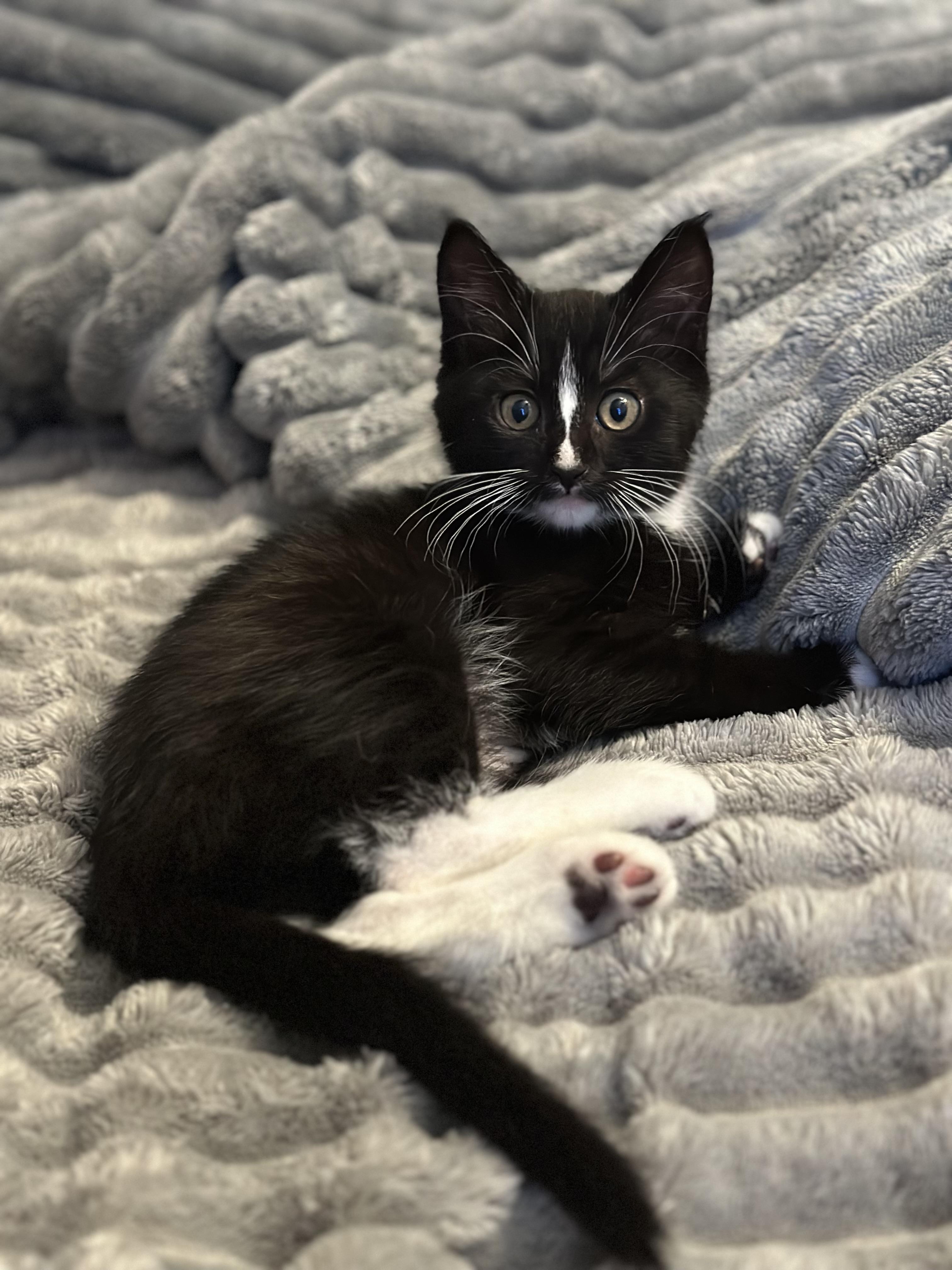 Enlarge Lil Debbie, a ADOPTABLE Domestic Medium Hair in Gig Harbor, WA image 5/6