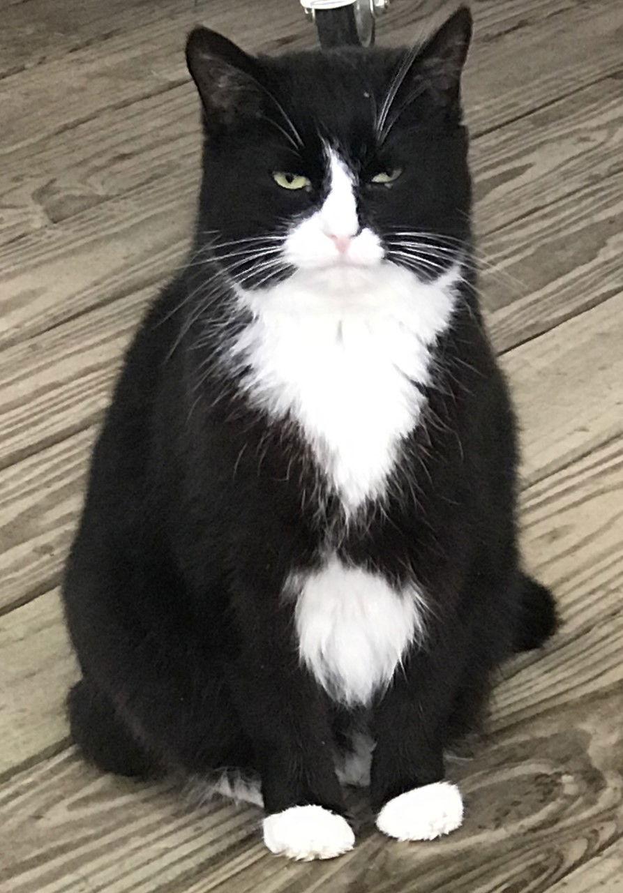 Enlarge Julia, a Adoptable Domestic Medium Hair in Sistersville, WV image 2/3