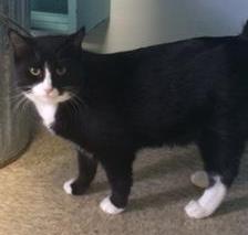 Enlarge Julia, a Adoptable Domestic Medium Hair in Sistersville, WV image 3/3