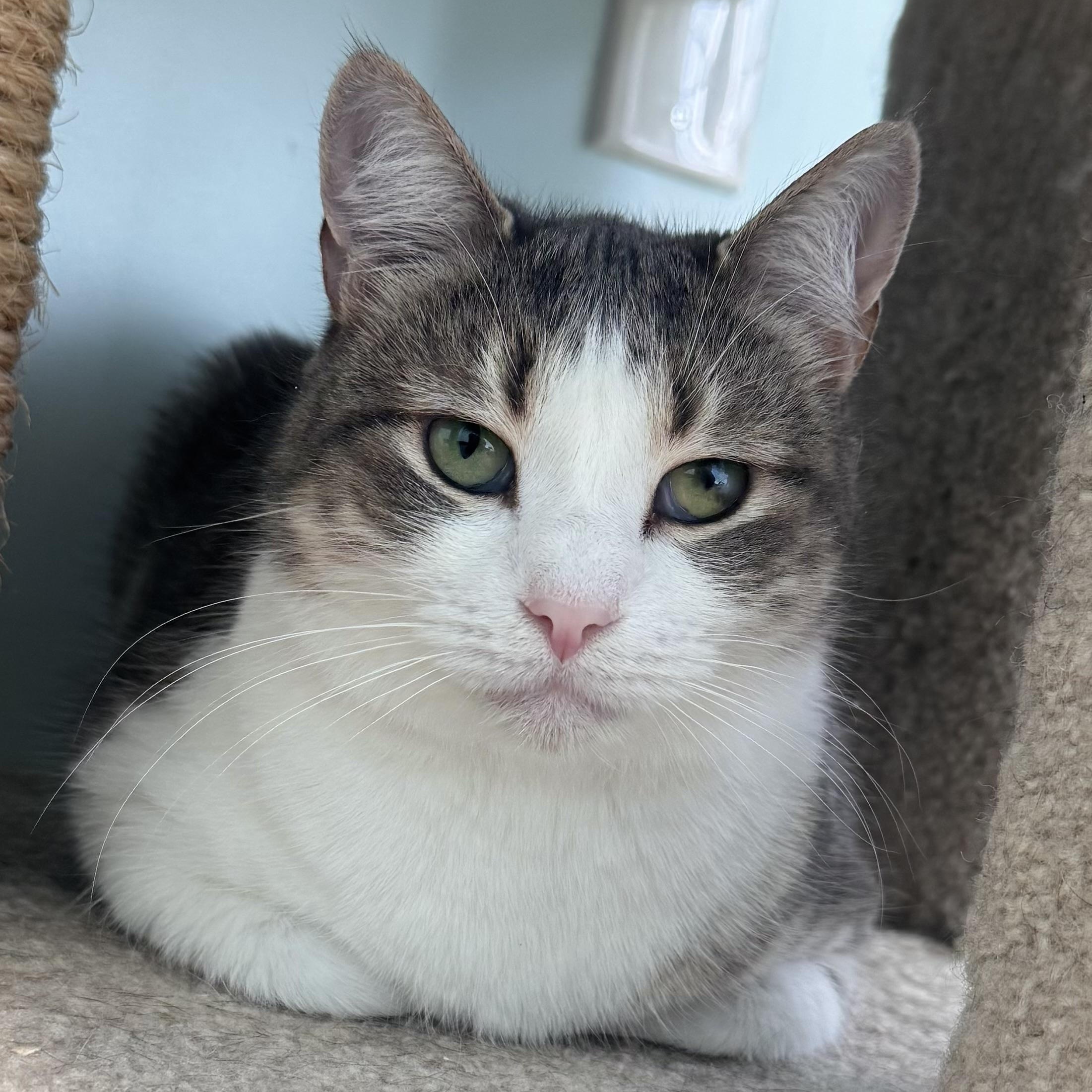 Candy, Adoptable, Young Female Domestic Short Hair.