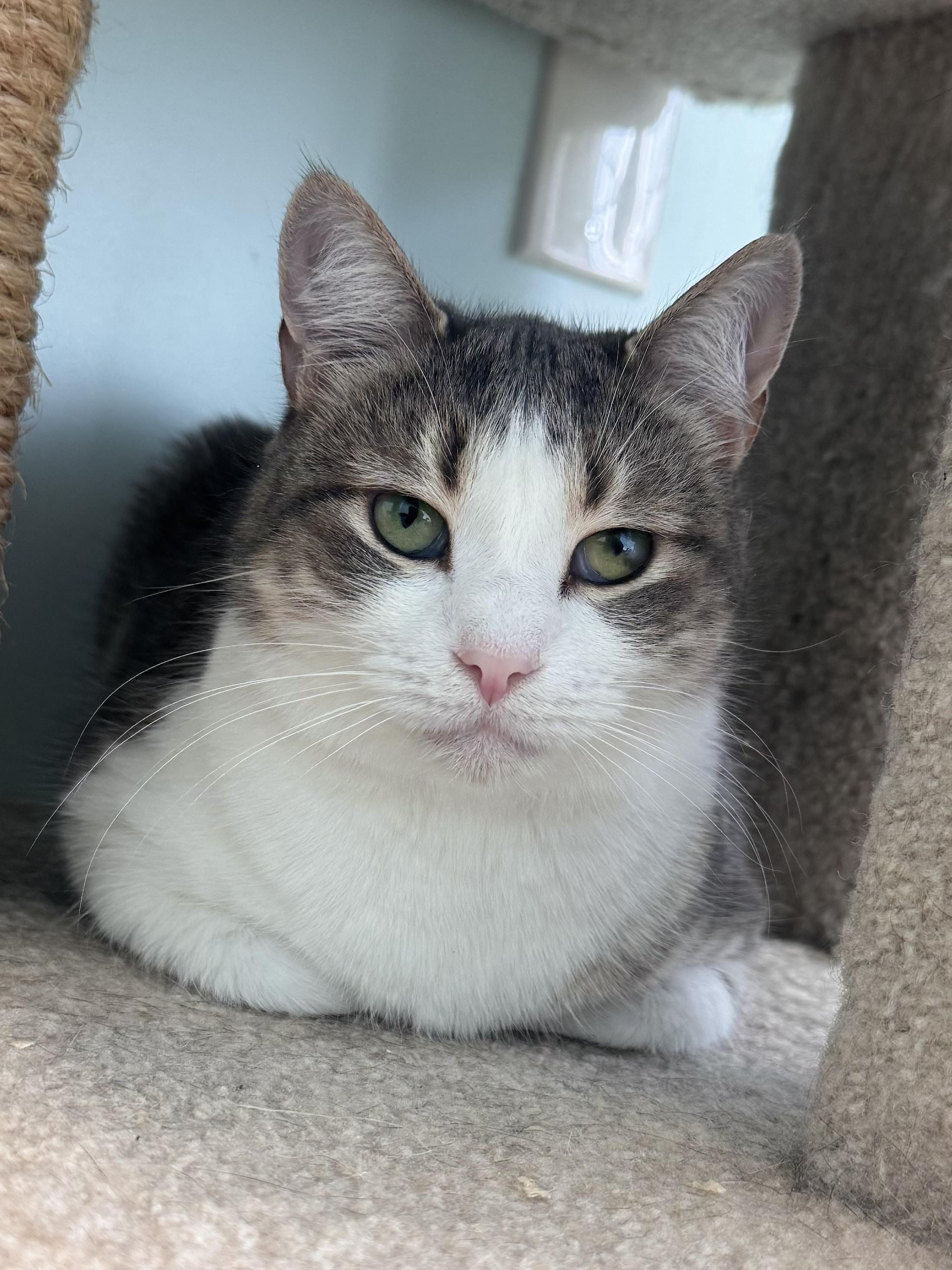 Enlarge Candy, a Adoptable Domestic Short Hair in East Northport, NY image 1/5