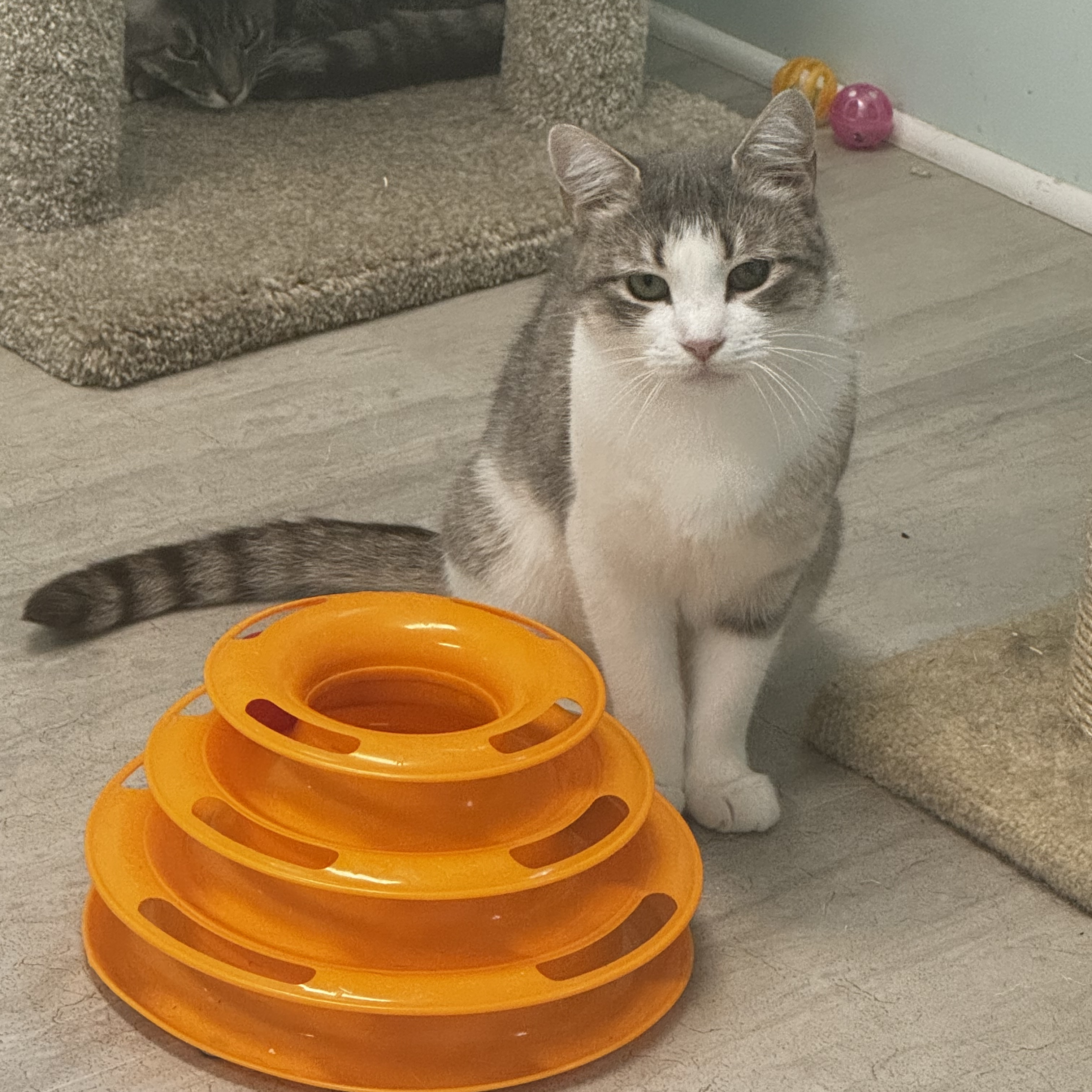 Candy, Adoptable, Young Female Domestic Short Hair.