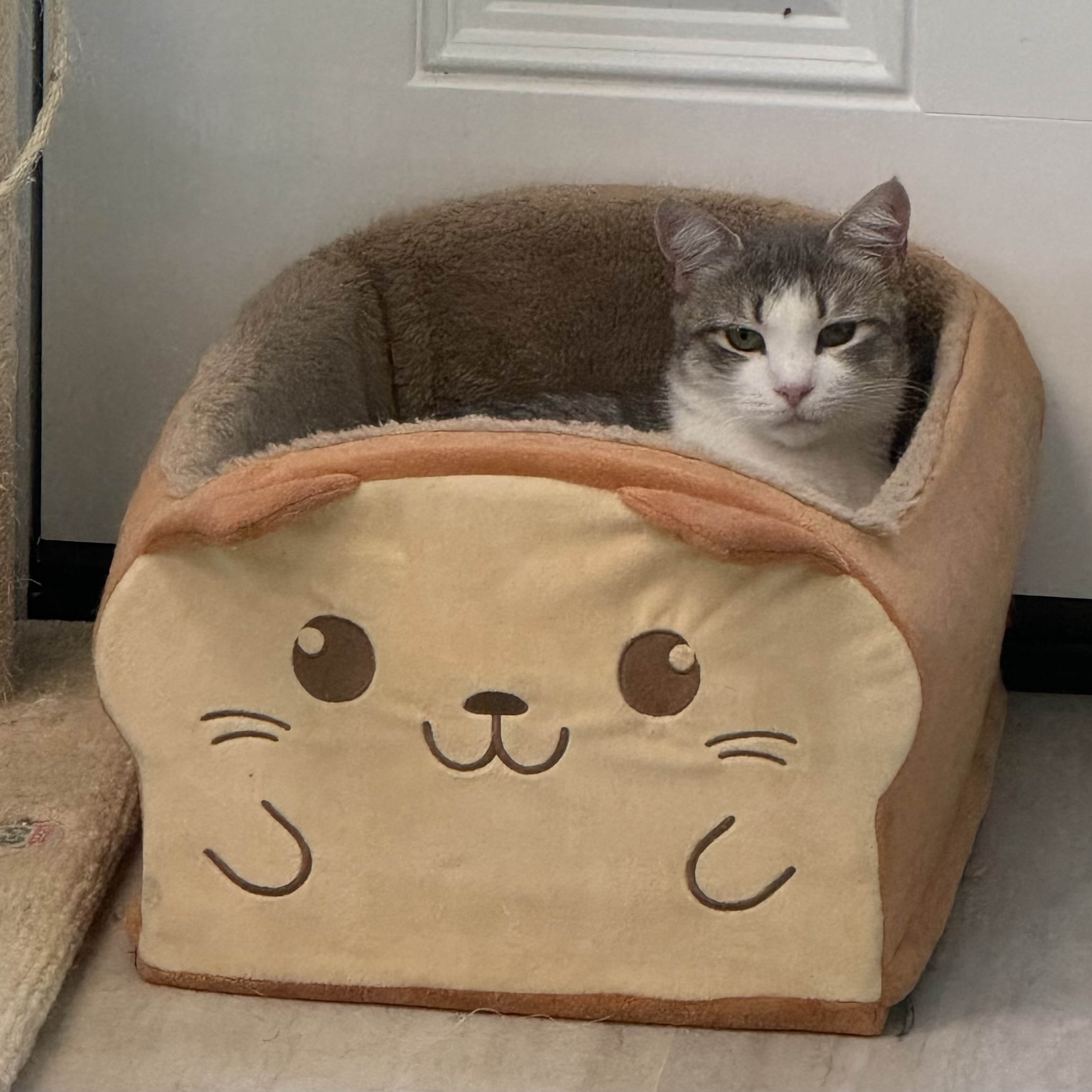 Enlarge Candy, a Adoptable Domestic Short Hair in East Northport, NY image 5/5