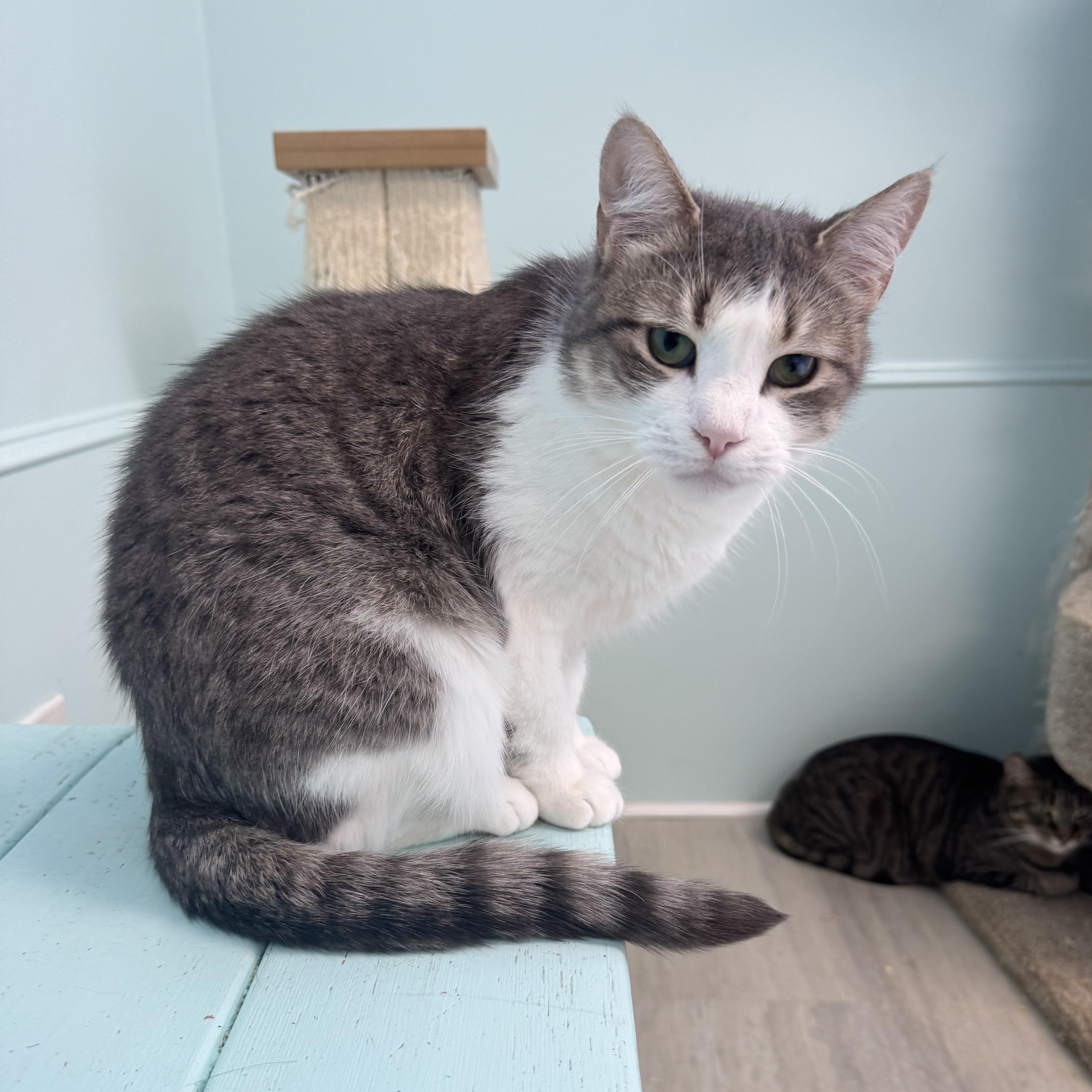 Enlarge Candy, a Adoptable Domestic Short Hair in East Northport, NY image 3/5