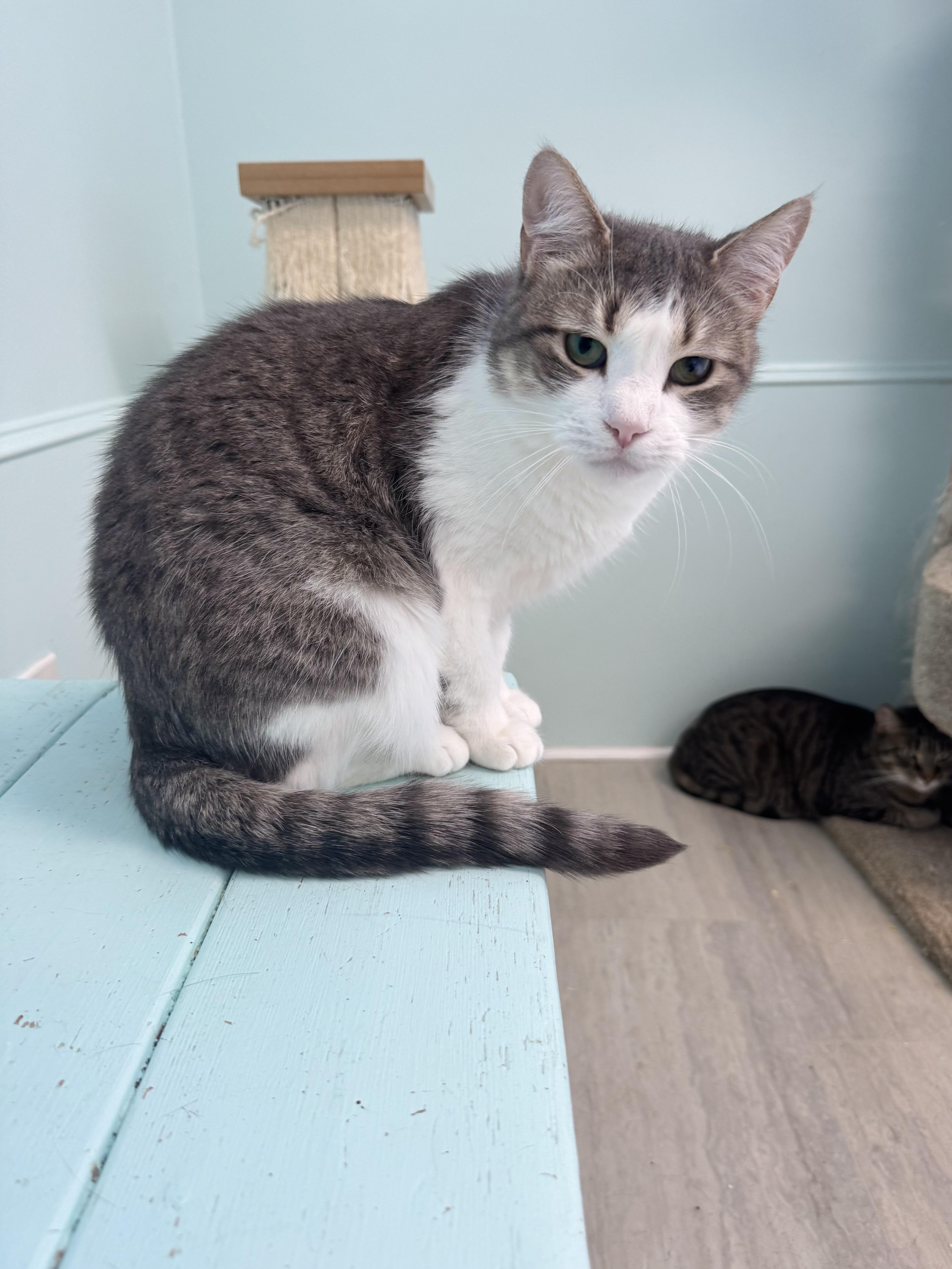 Enlarge Candy, a Adoptable Domestic Short Hair in East Northport, NY image 3/5