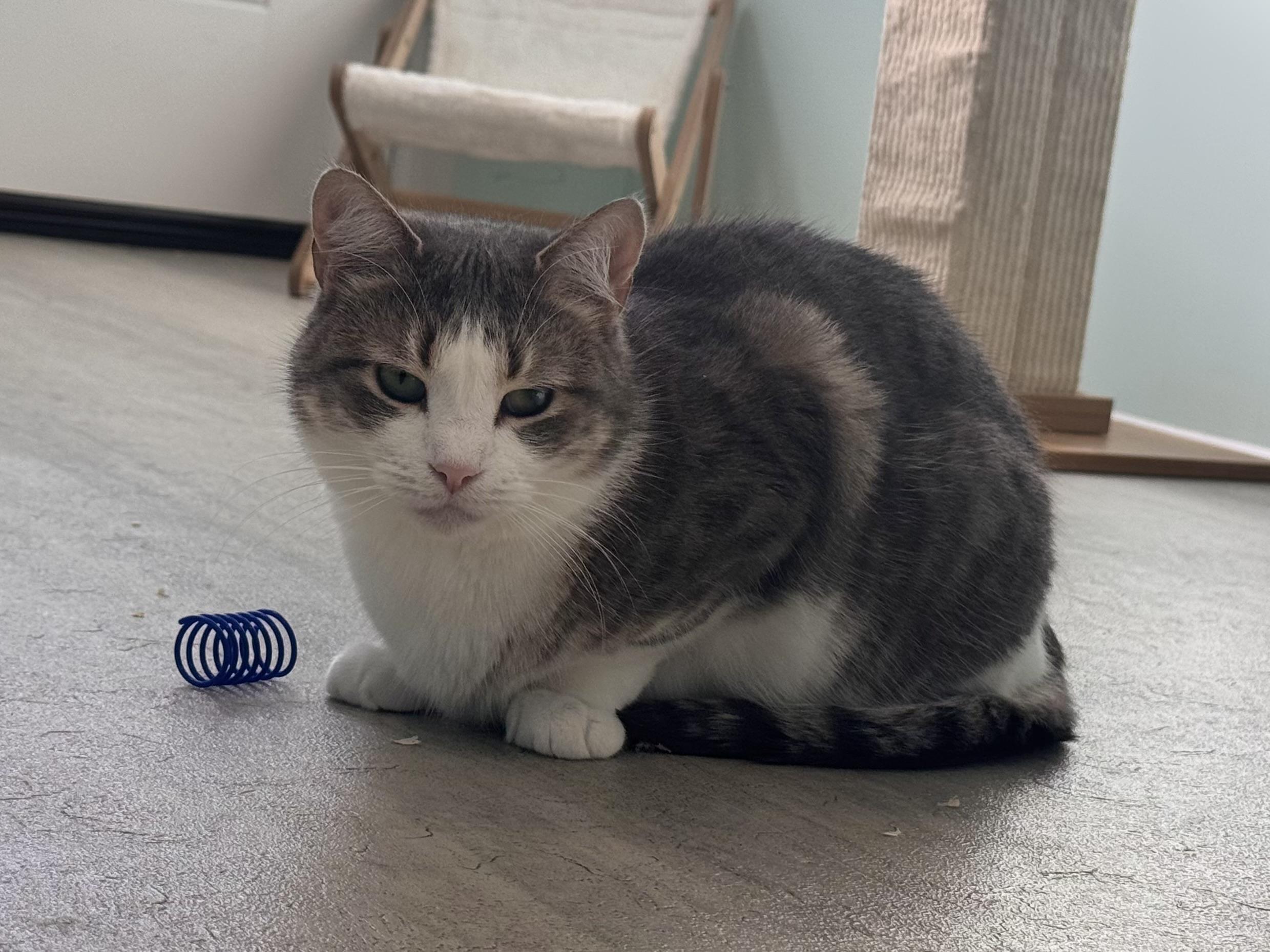 Enlarge Candy, a Adoptable Domestic Short Hair in East Northport, NY image 4/5