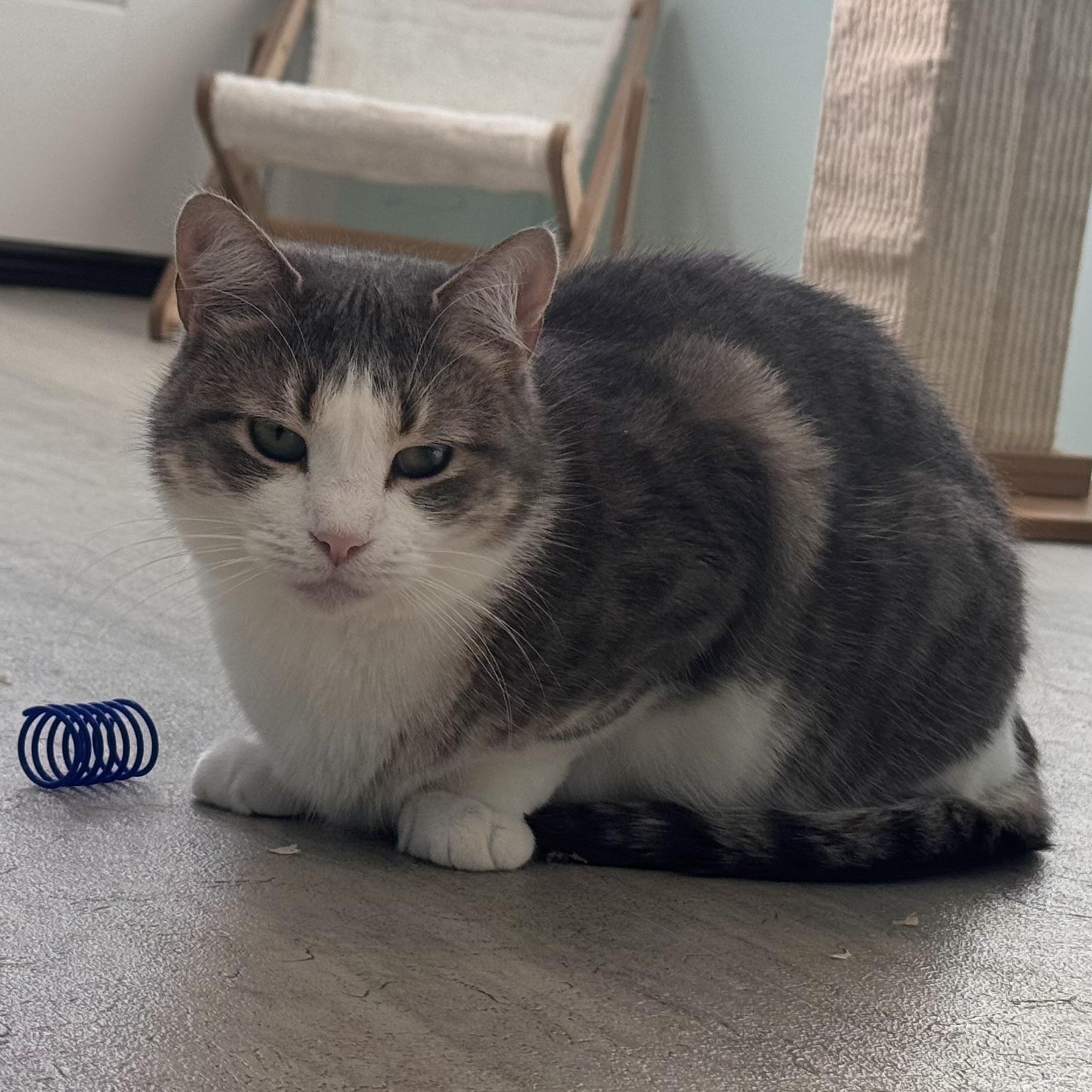 Enlarge Candy, a Adoptable Domestic Short Hair in East Northport, NY image 4/5