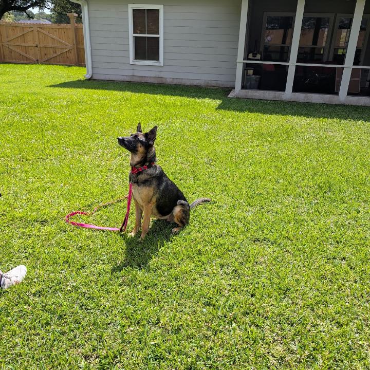 Willow, Adoptable, Adult Female German Shepherd Dog & Husky.