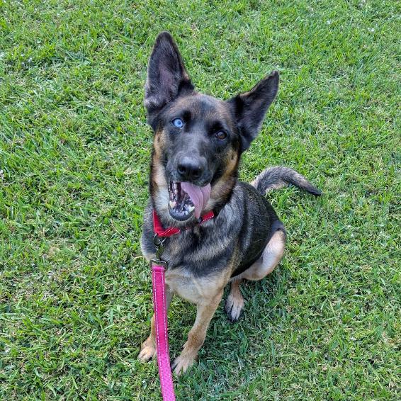 Enlarge Willow, a Adoptable mixed breed in Batson, TX image 3/6