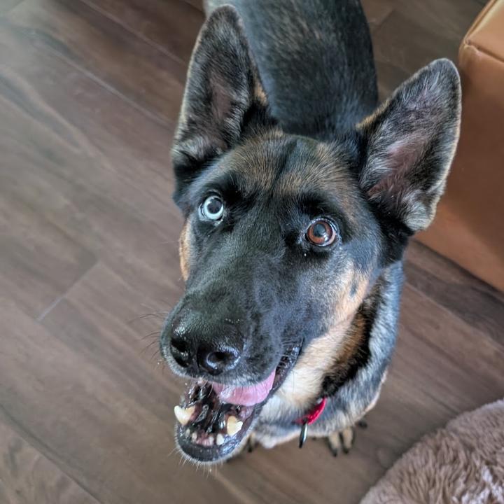 Enlarge Willow, a Adoptable mixed breed in Batson, TX image 5/6