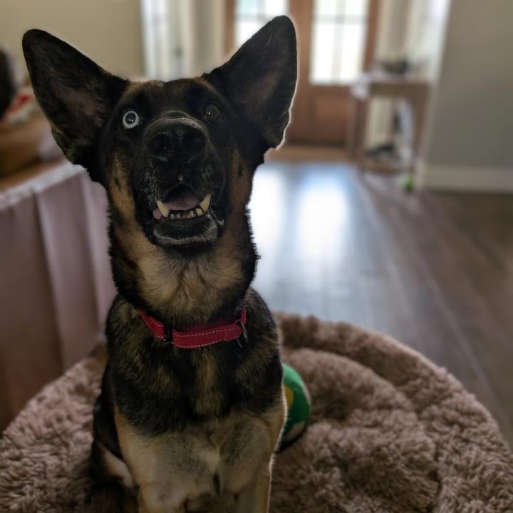 Enlarge Willow, a Adoptable mixed breed in Batson, TX image 6/6