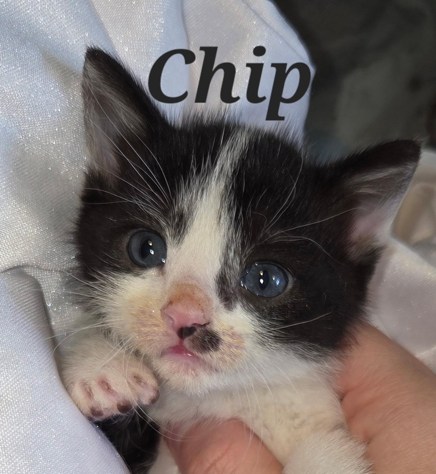 Chip, Adoptable, Kitten Male Domestic Short Hair.