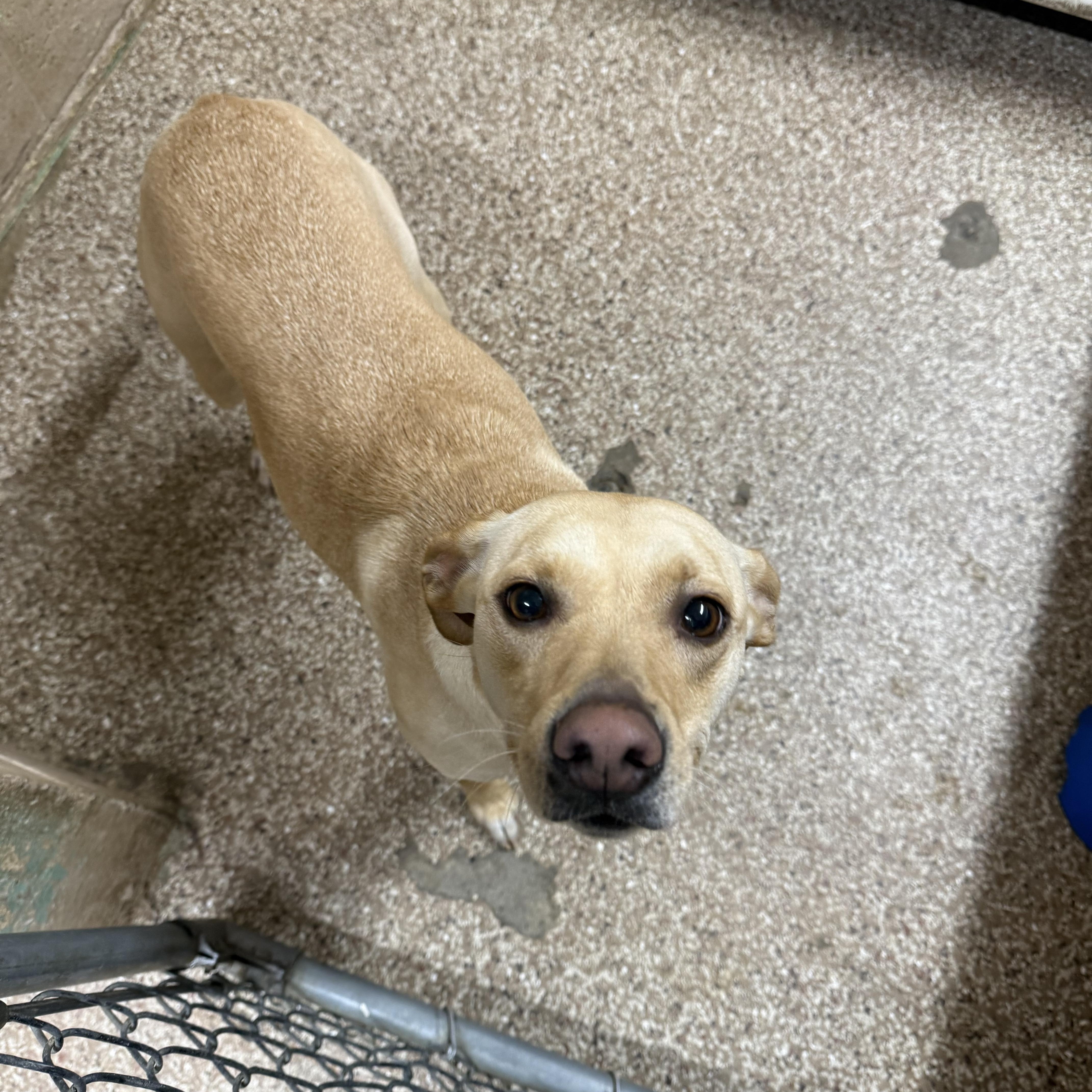 Enlarge Lucille , a ADOPTABLE Mixed Breed in Hendersonville, TN image 1/1