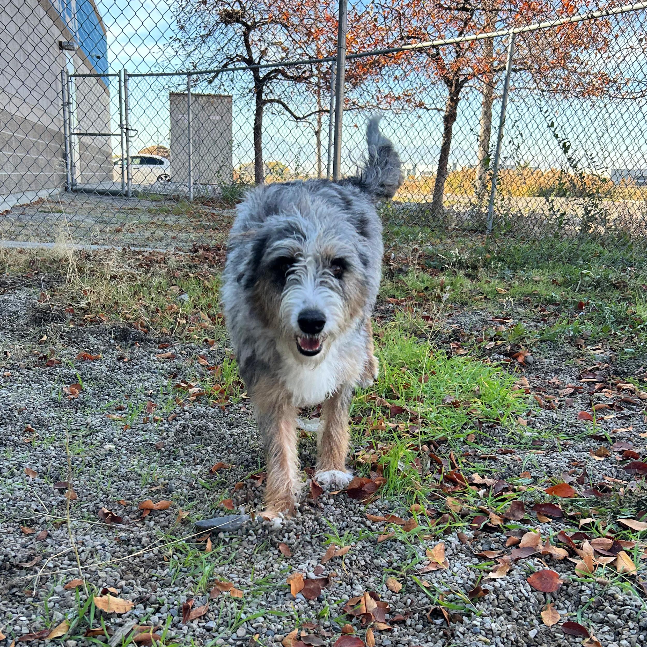 Addie, an adoptable Australian Shepherd in Lindon, UT, 84042 | Photo Image 5