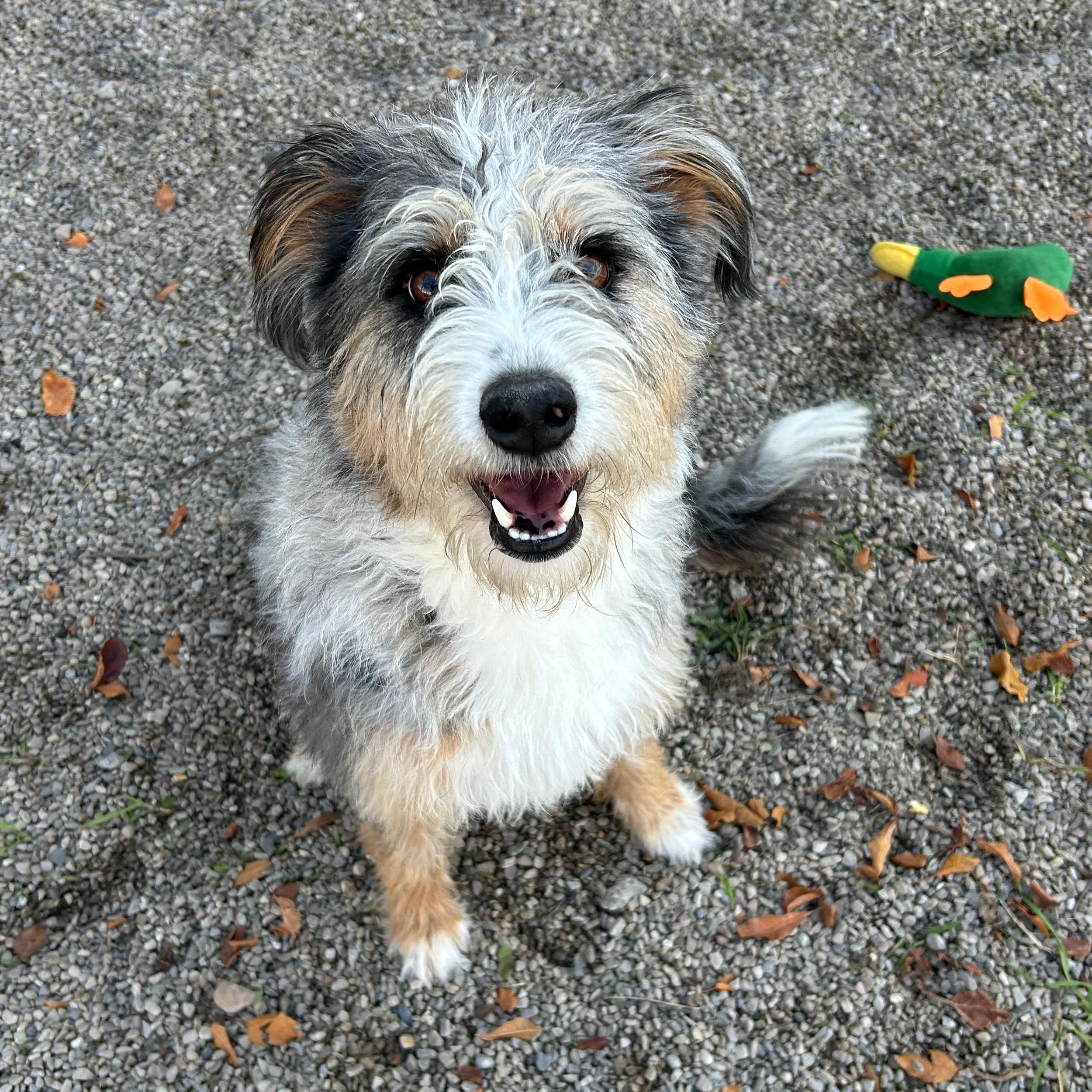 Addie, an adoptable Australian Shepherd in Lindon, UT, 84042 | Photo Image 1