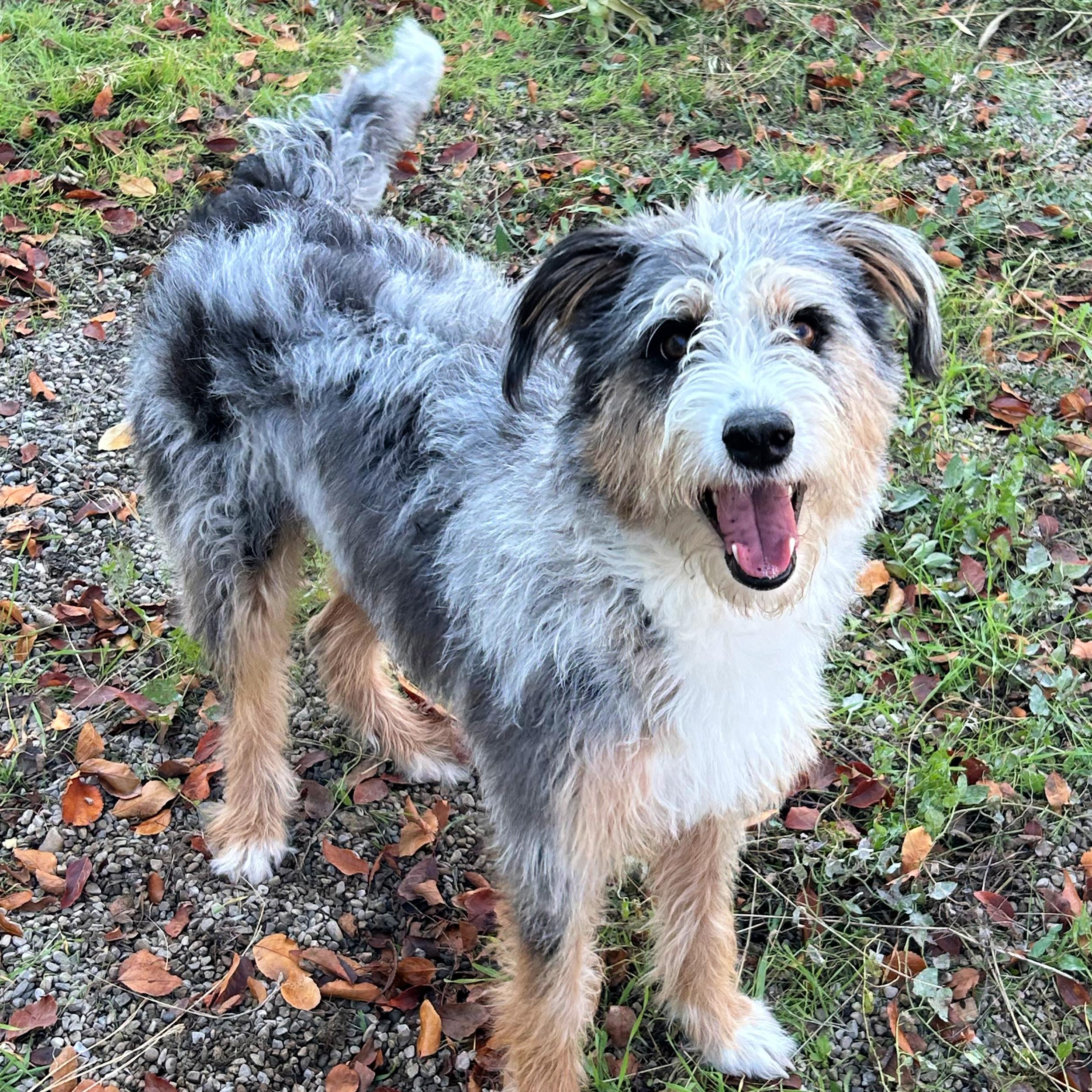 Addie, an adoptable Australian Shepherd in Lindon, UT, 84042 | Photo Image 4