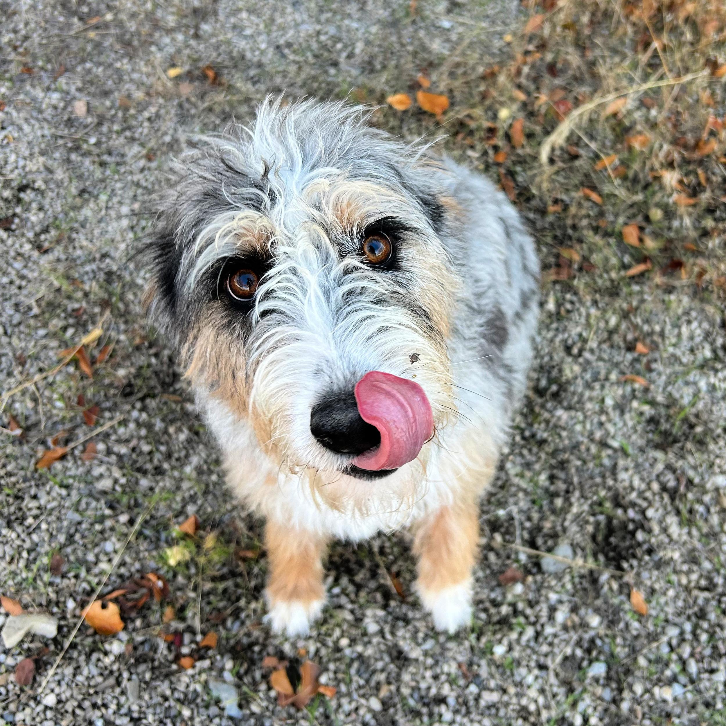 Addie, an adoptable Australian Shepherd in Lindon, UT, 84042 | Photo Image 2