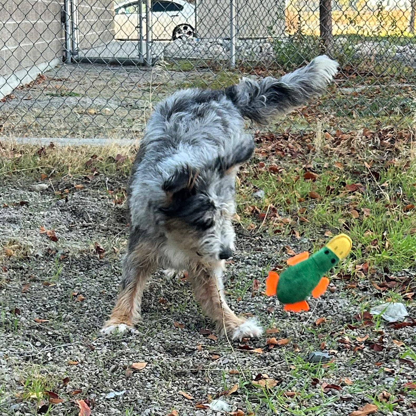 Addie, an adoptable Australian Shepherd in Lindon, UT, 84042 | Photo Image 3