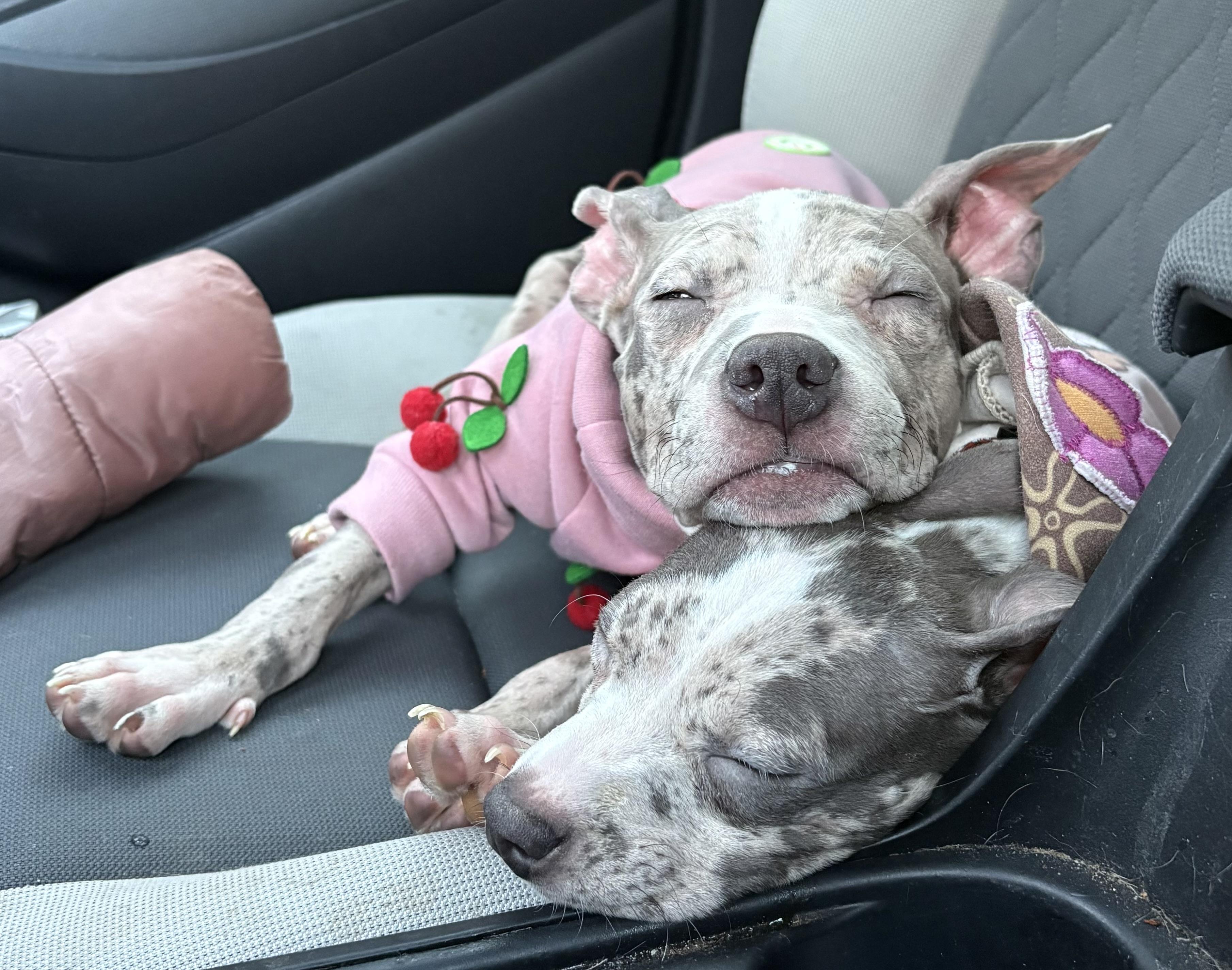 Lucy, a Adoptable mixed breed in Annapolis, MD image 2/6