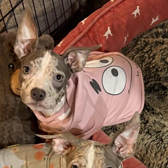 Lucy, Adoptable, Puppy Female Pit Bull Terrier & Mixed Breed.