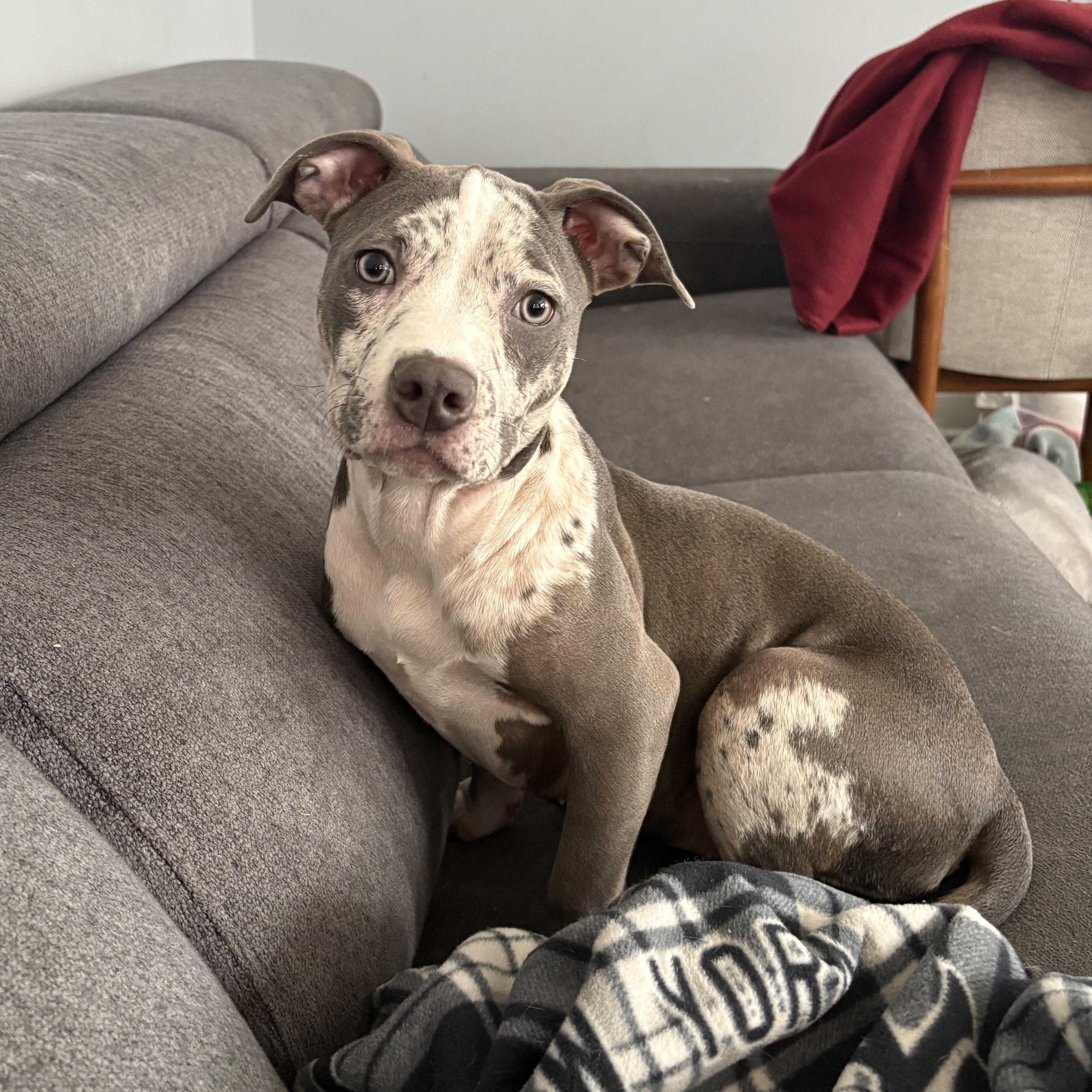 Enlarge Lucy, an adopted mixed breed in Annapolis, MD image 6/6